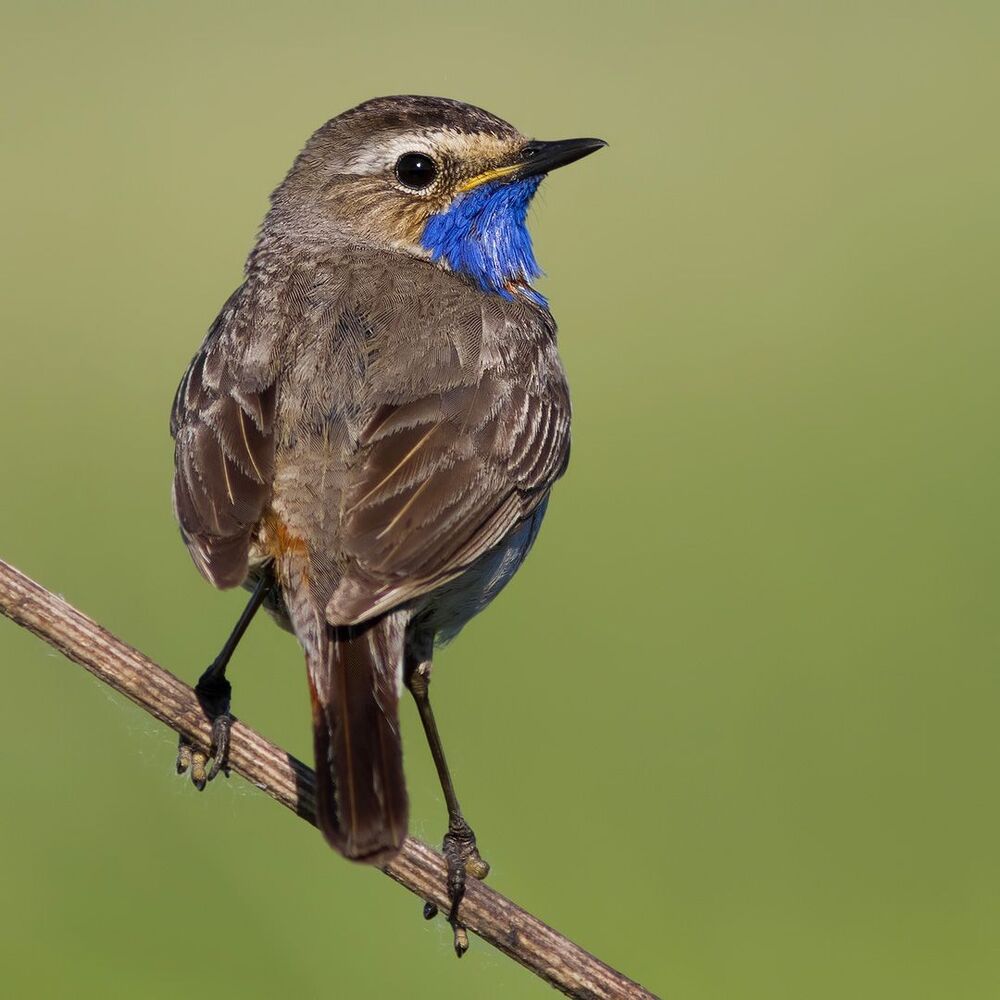 Bluethroat.