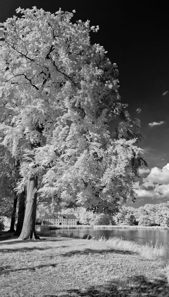 Photo 71917