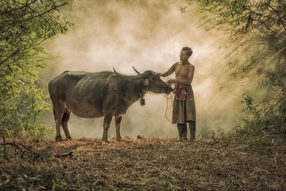 Thai Farmer and Buffalo