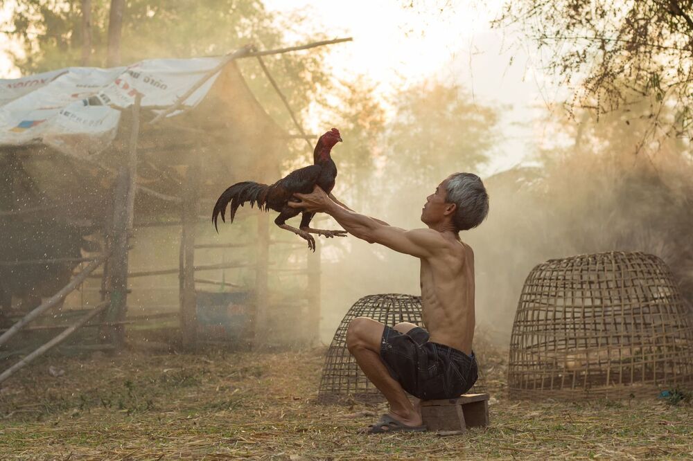 gamecock fighting