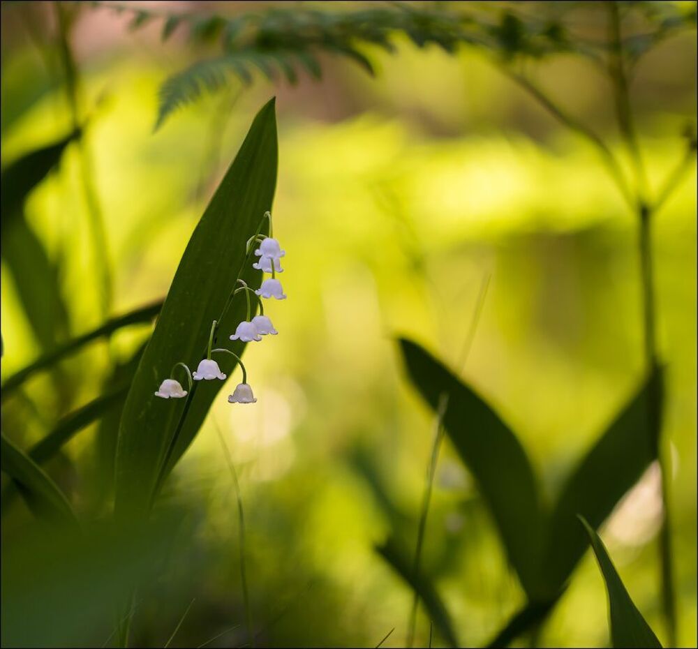 Отцвели уж почти....