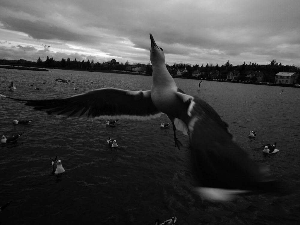 I am a sea-gull&mdash;no&mdash;no, I am an actress