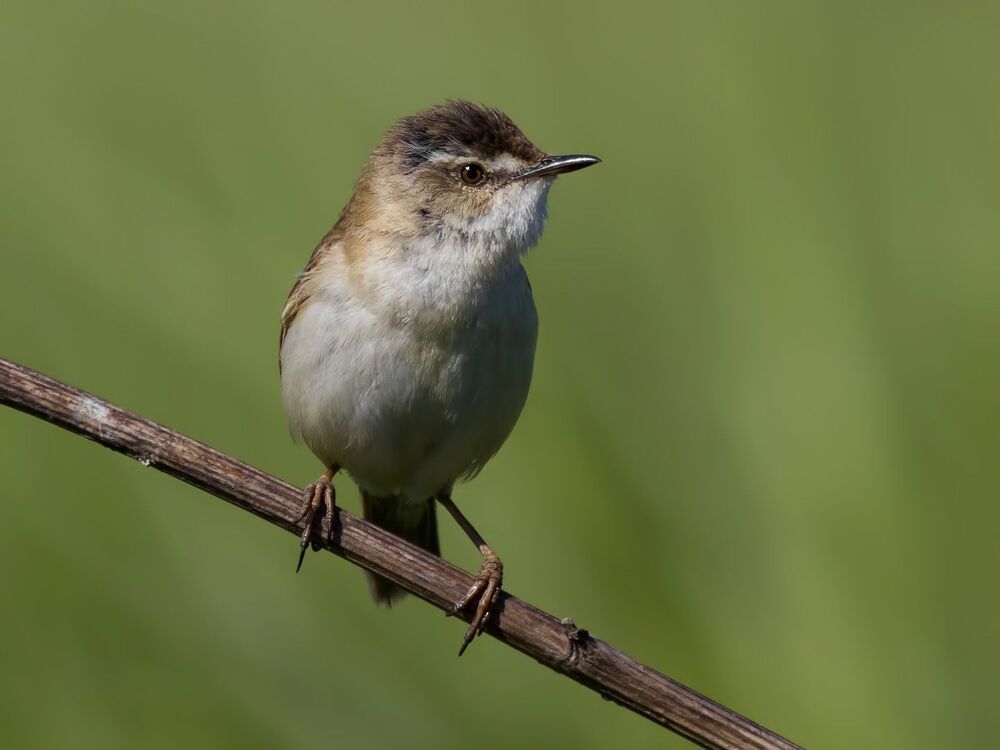 Paddyfield Warbler.