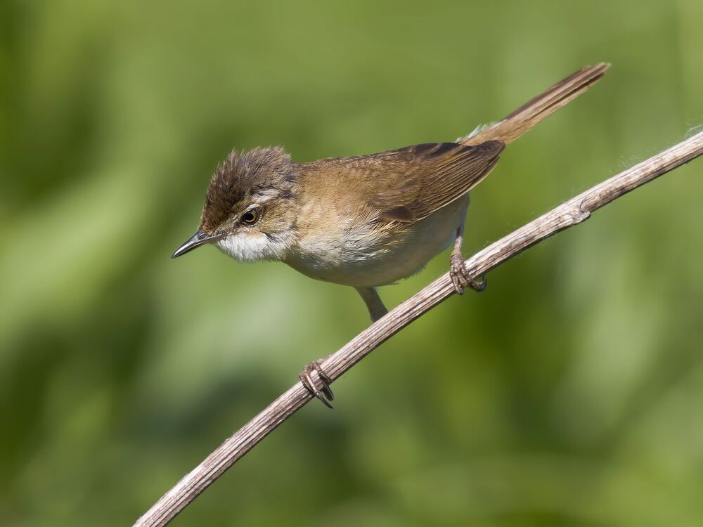 Paddyfield Warbler.