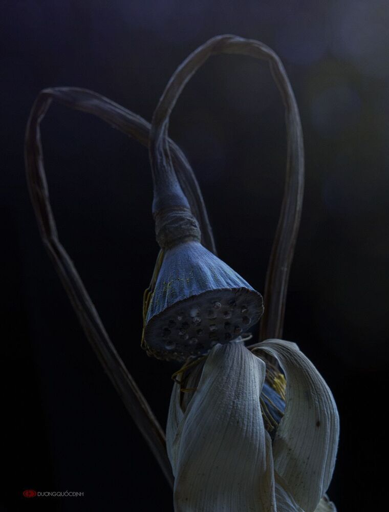 Lotus