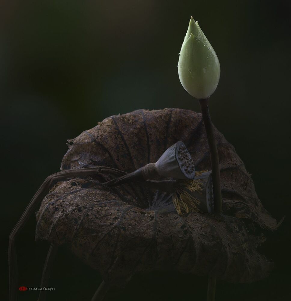 Lotus
