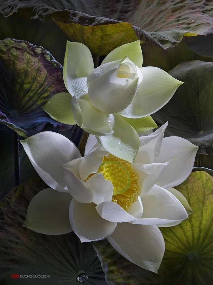 Lotus