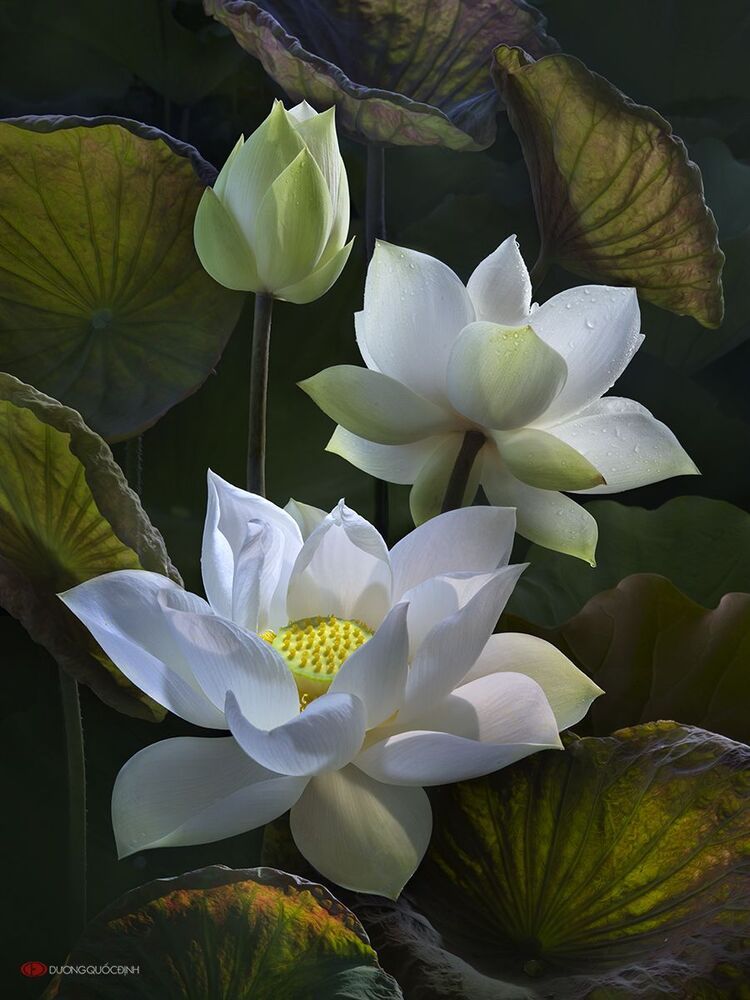 Lotus