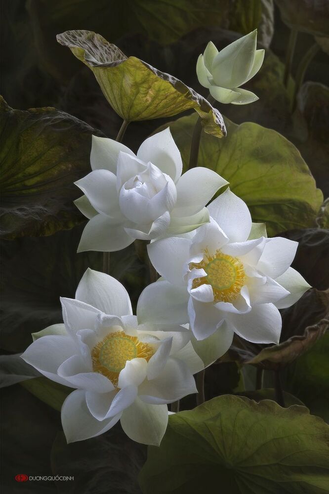Lotus