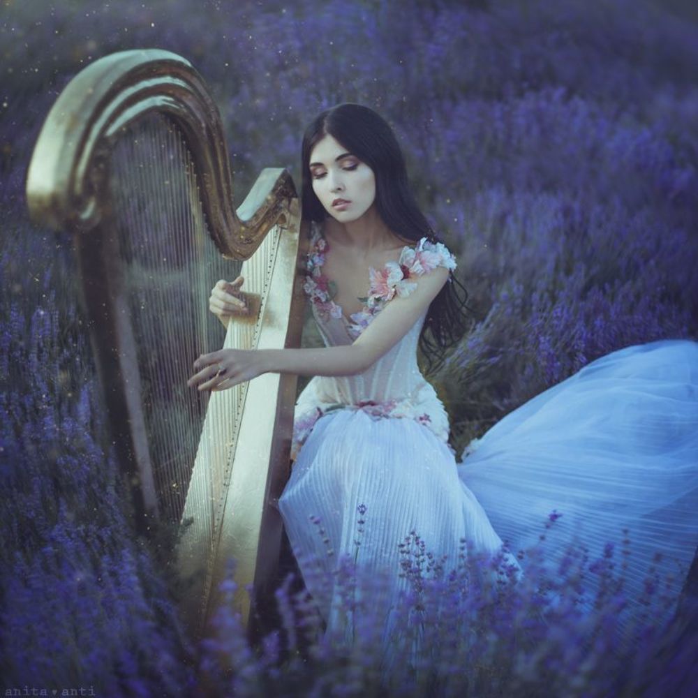 Lavender nocturne