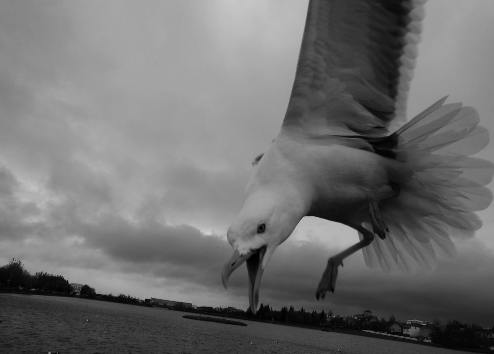 The birds