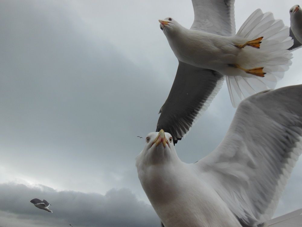The birds