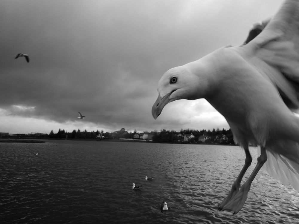 The birds