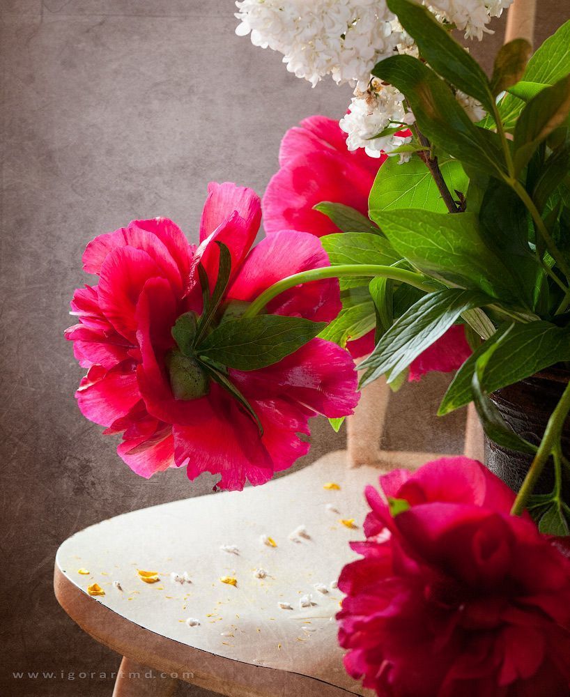 Peonies
