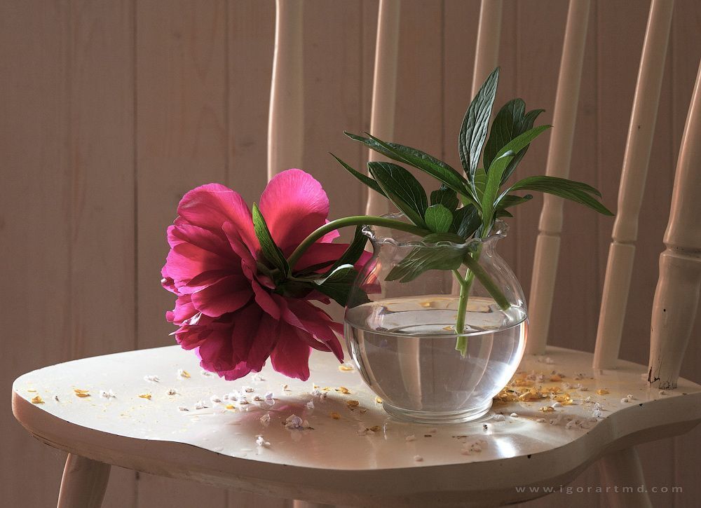 Peonies