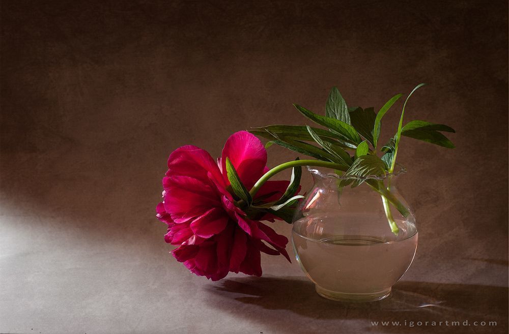 Peonies