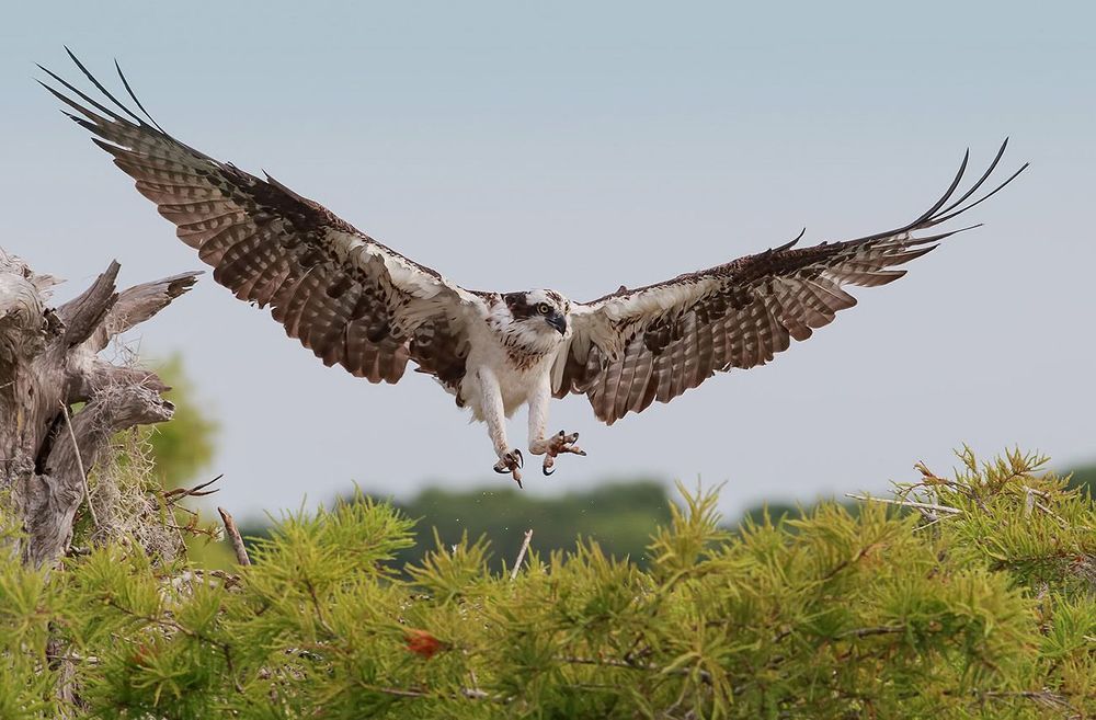Скопа в полете - Osprey