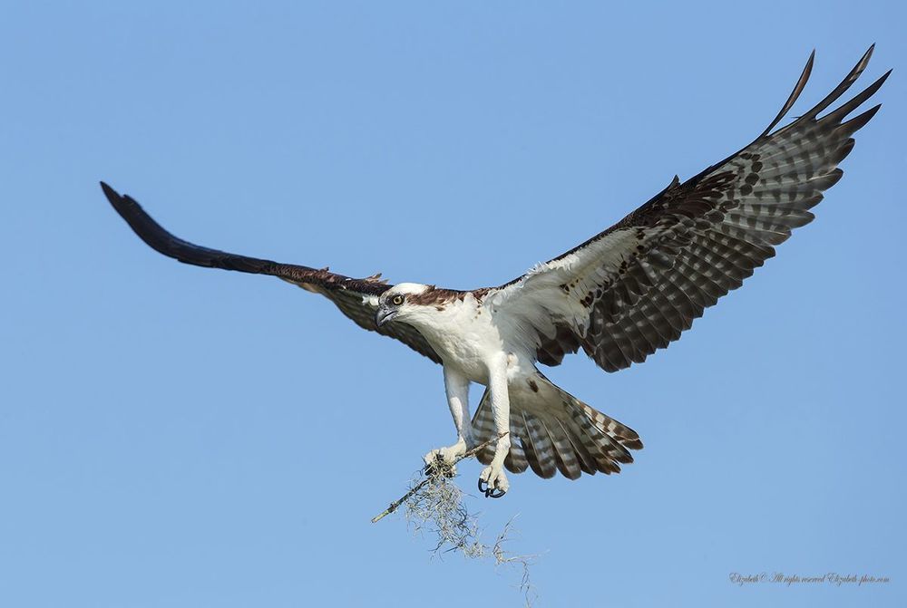 Osprey with nest material