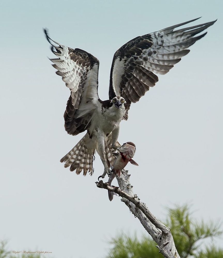Скопа в полете - Osprey