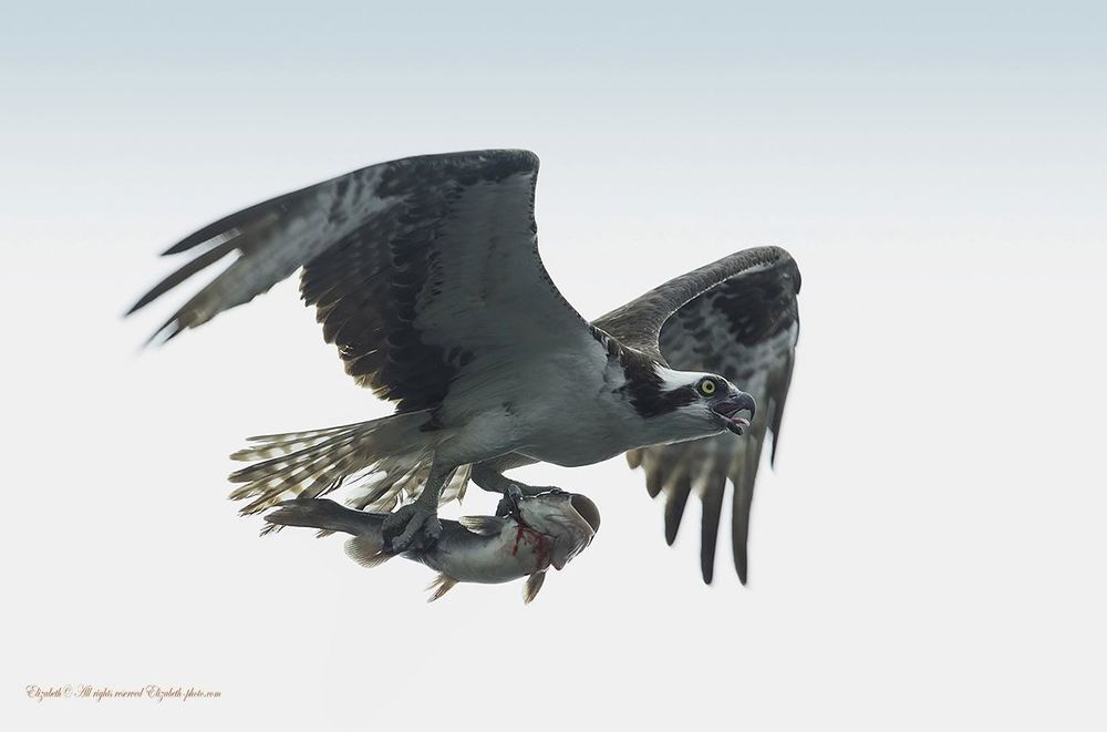 Скопа в полете - Osprey