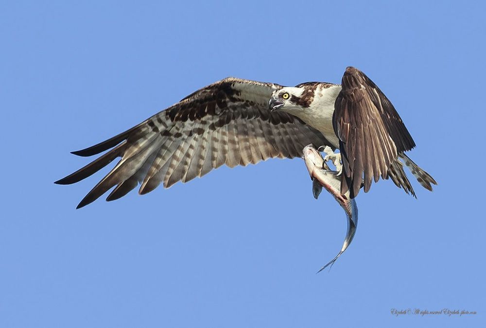 Скопа в полете - Osprey