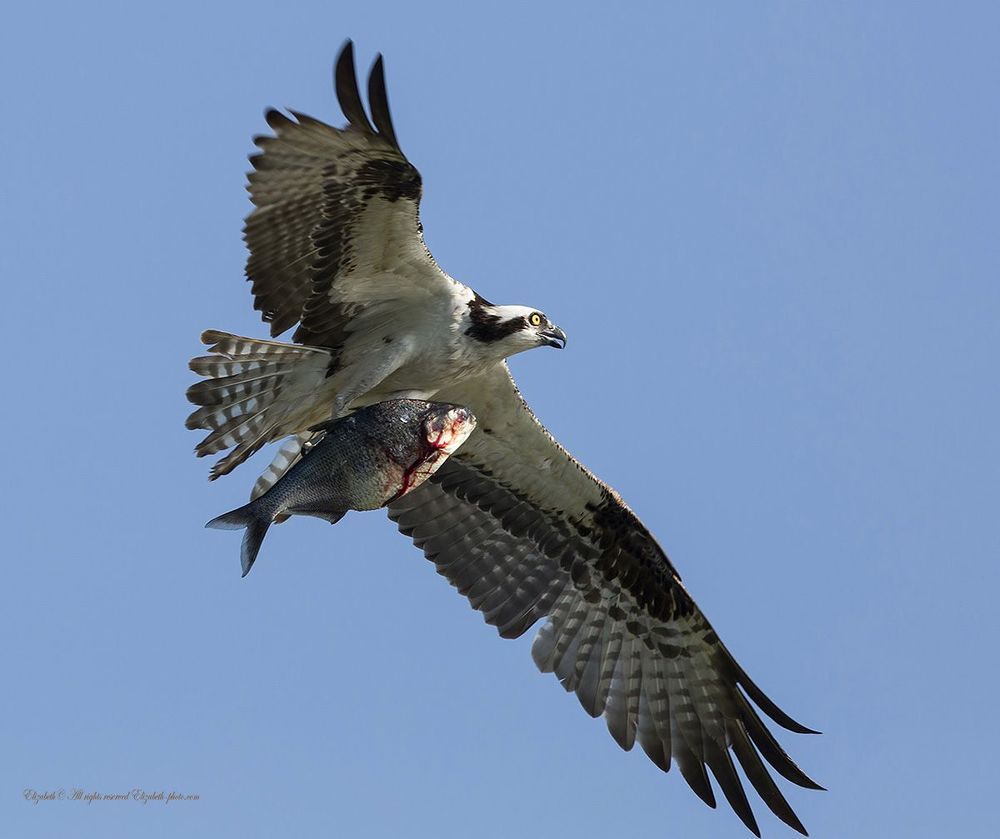 Скопа в полете - Osprey