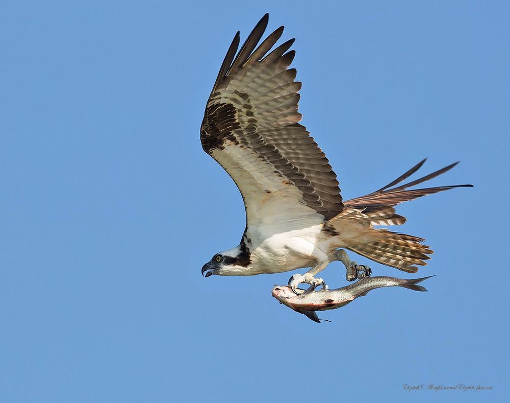 Скопа в полете - Osprey
