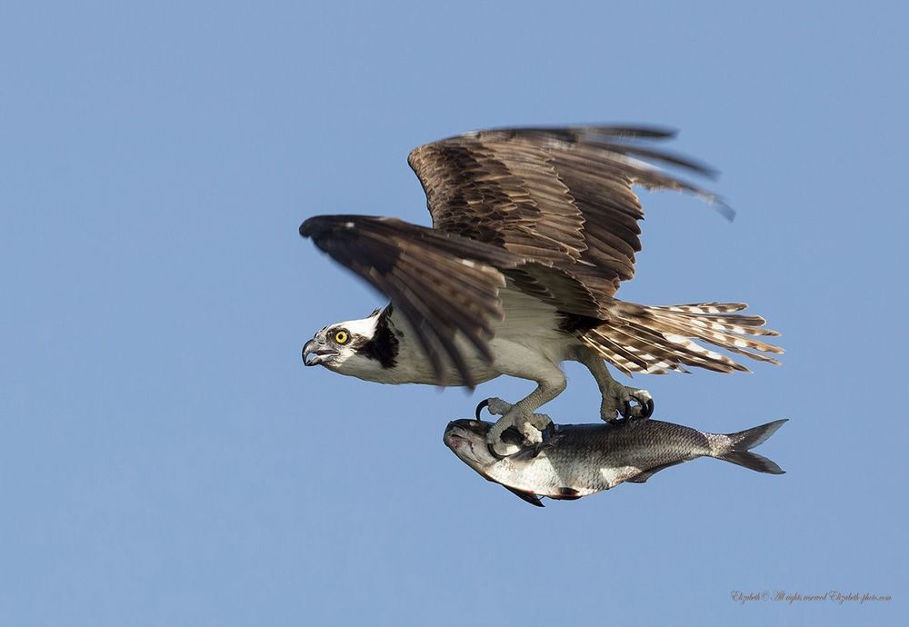 Скопа в полете - Osprey