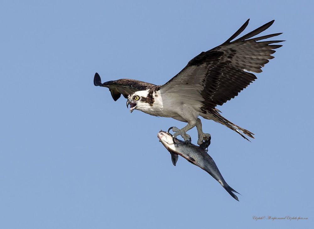 Скопа в полете - Osprey