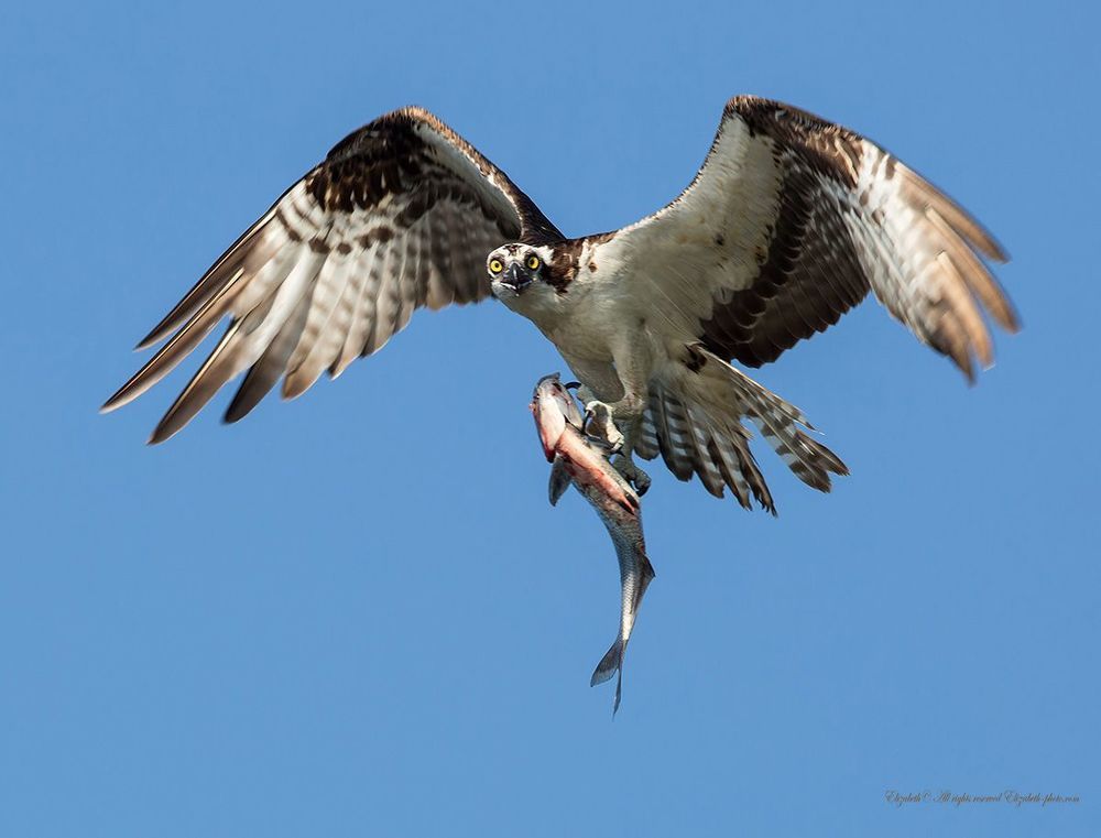 Скопа в полете - Osprey