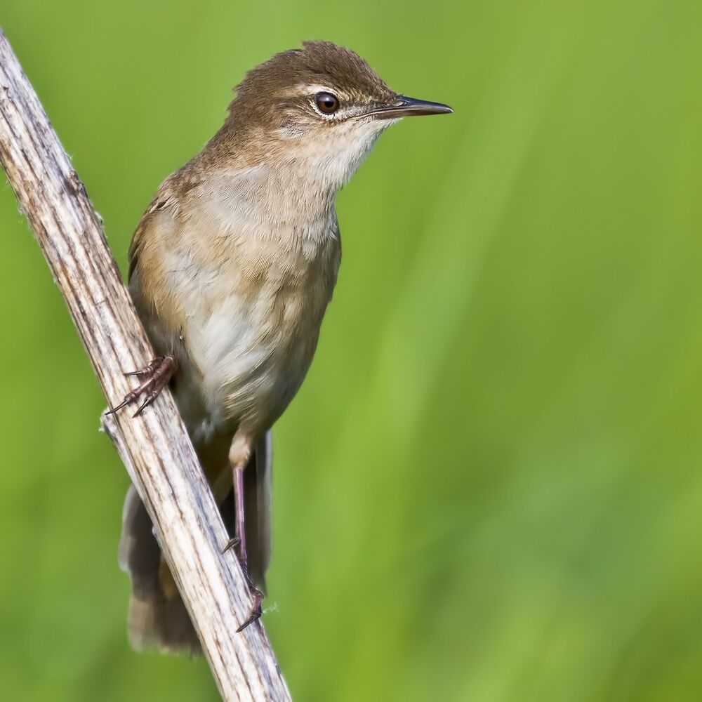 Savi's warbler.