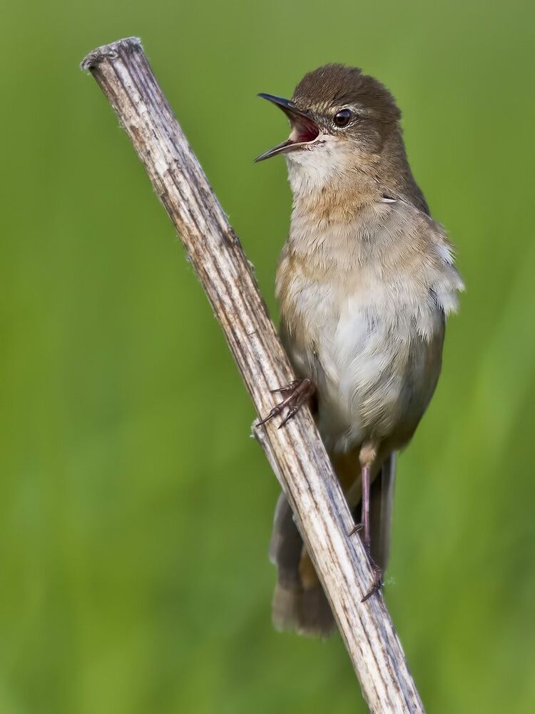 Savi's warbler.