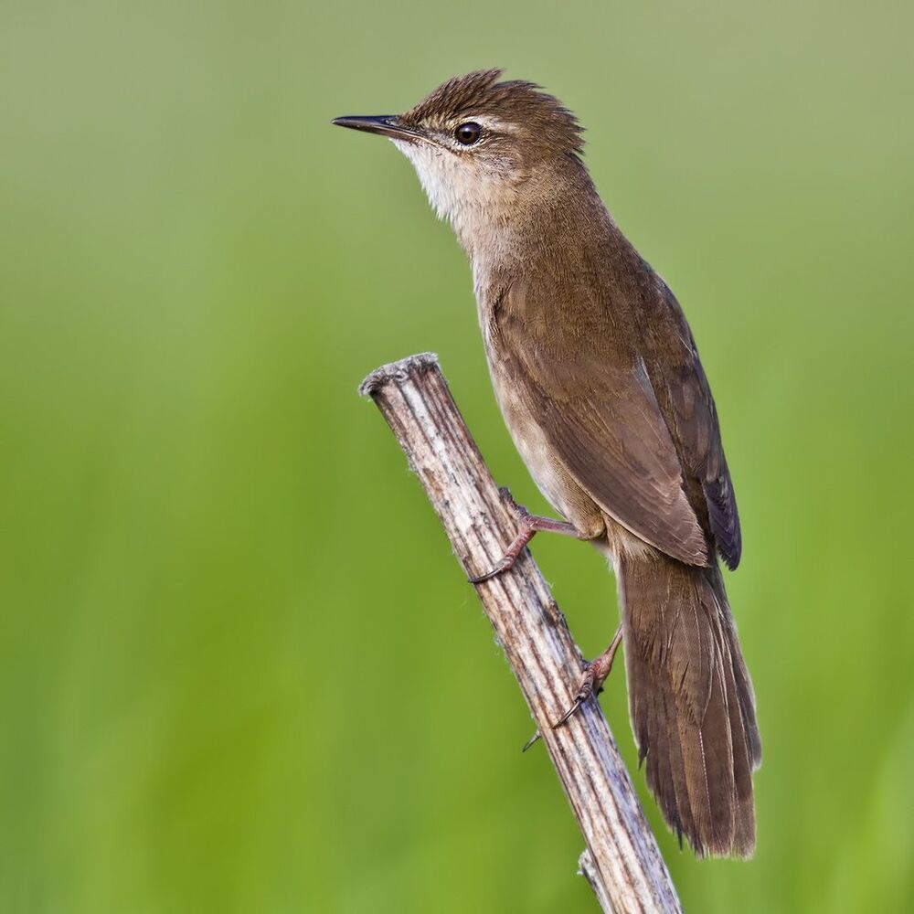 Savi's warbler.