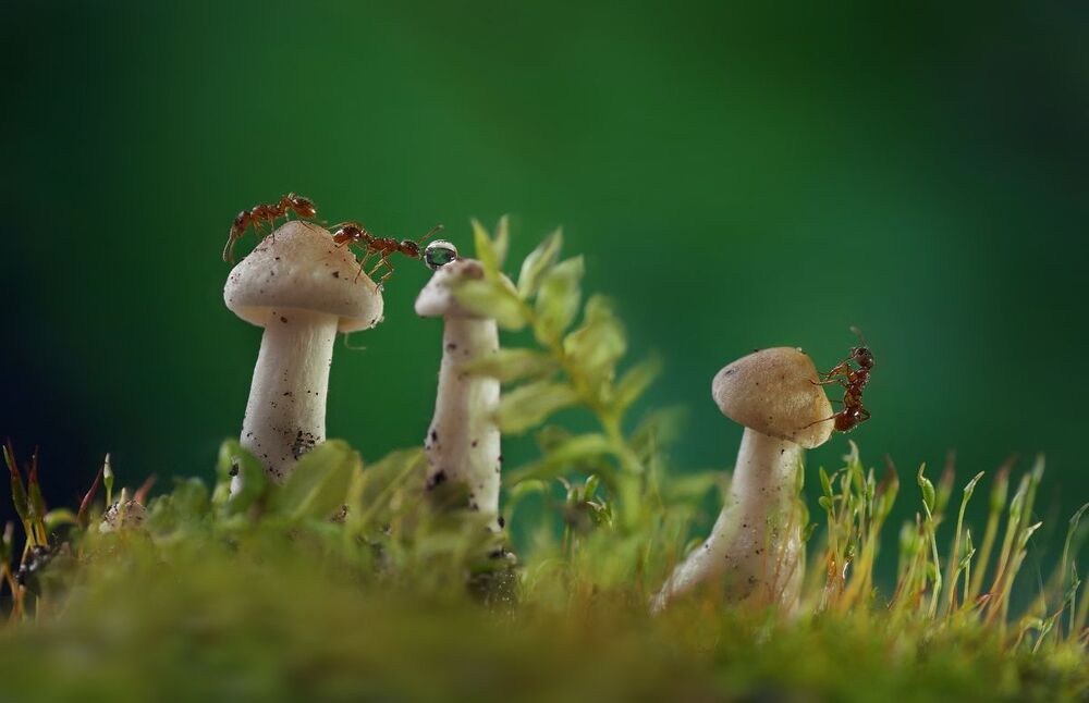 Козявки и букашки