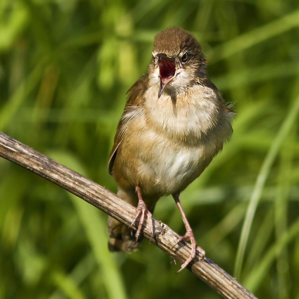 Savi's warbler.