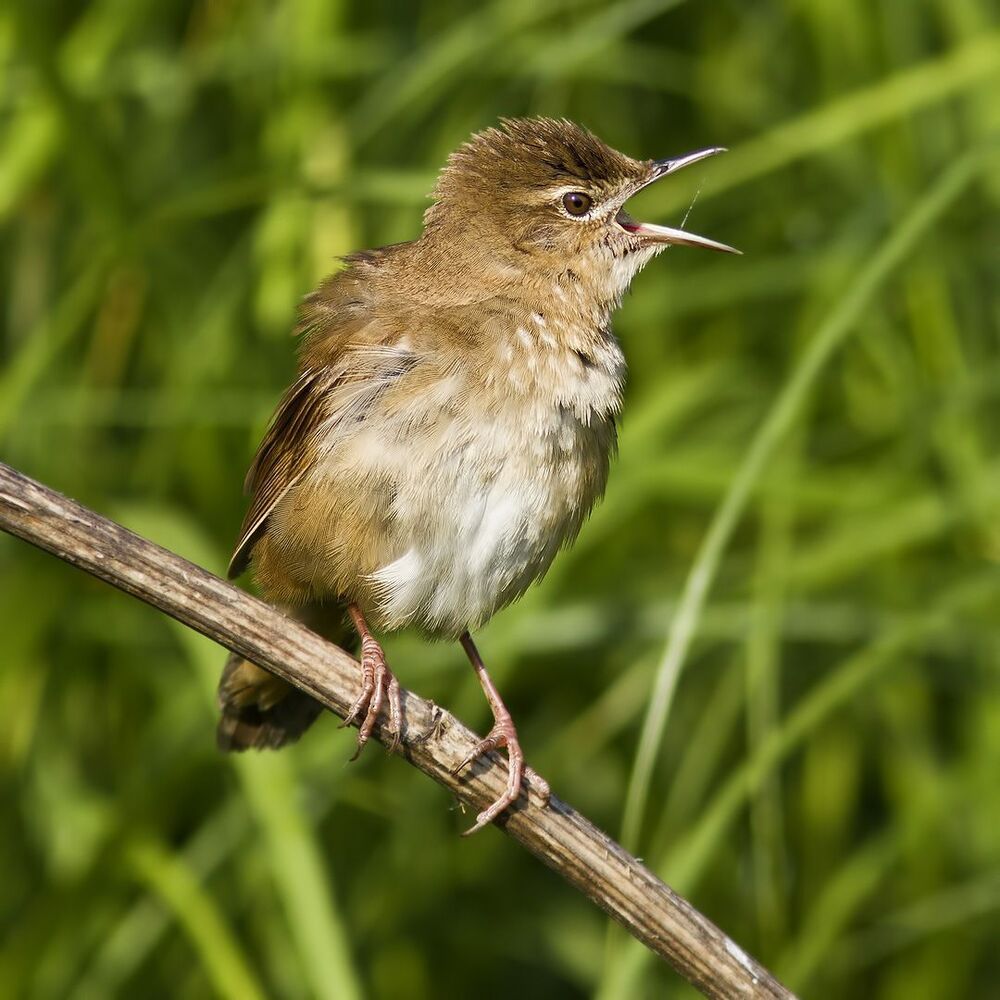 Savi's warbler.