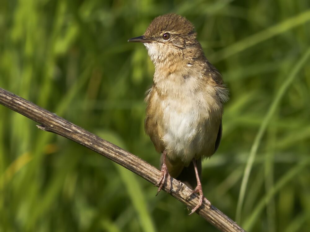 Savi's warbler.
