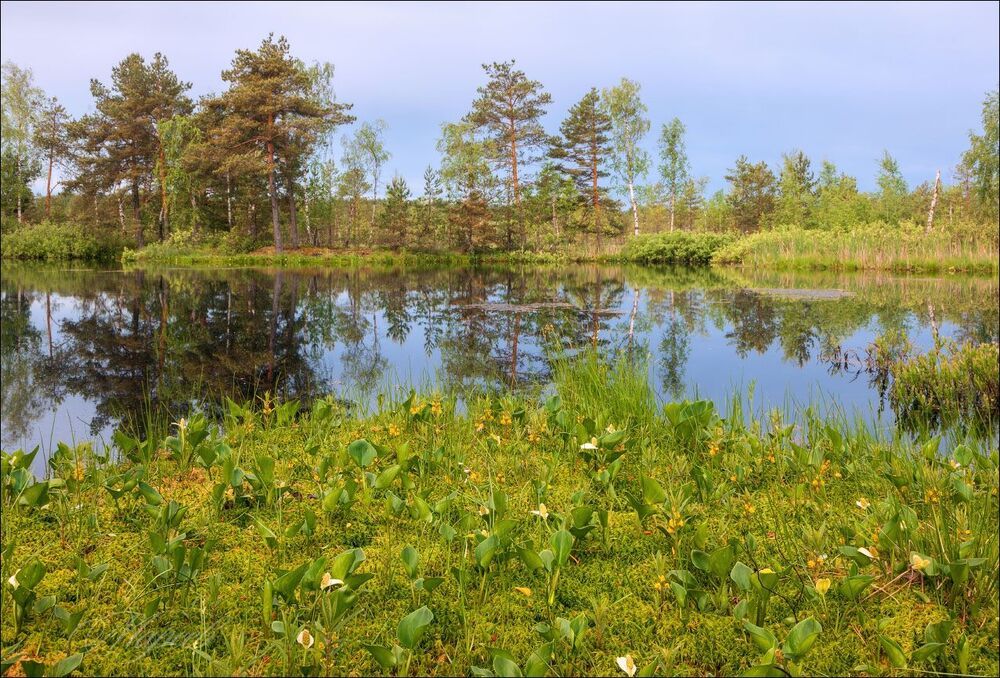 Утро в рассеянном свете