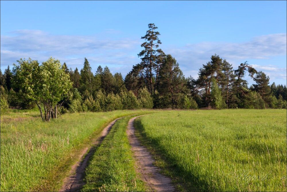 Дорога в лес