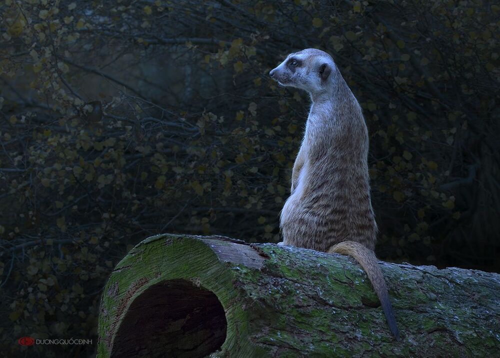 Photo 715046