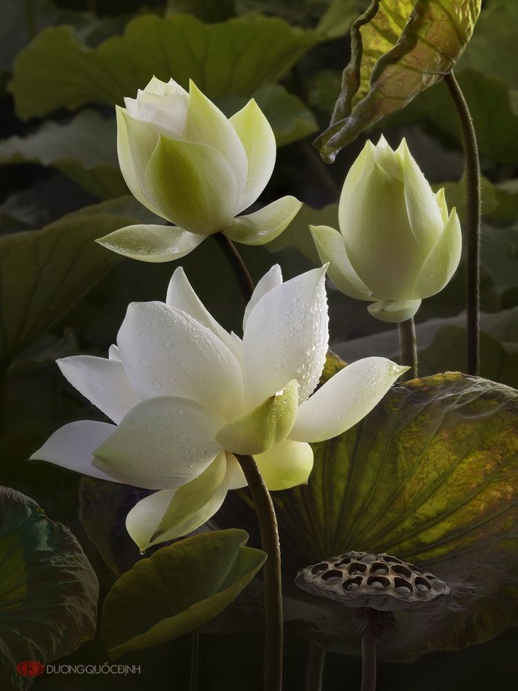 Lotus