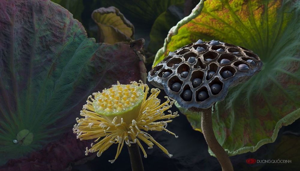 Lotus