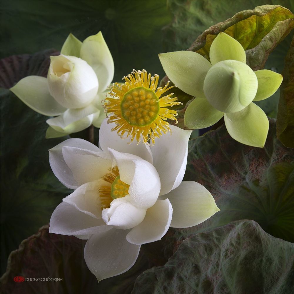 Lotus