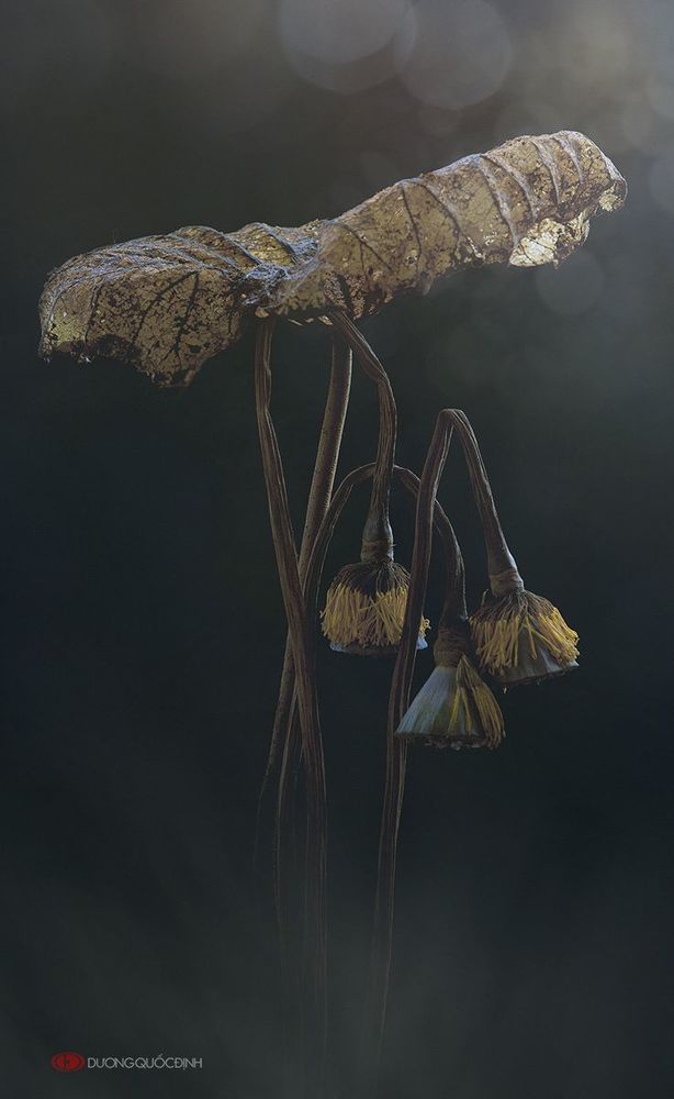 Lotus