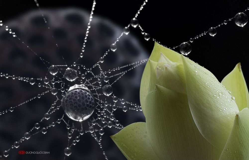 Lotus