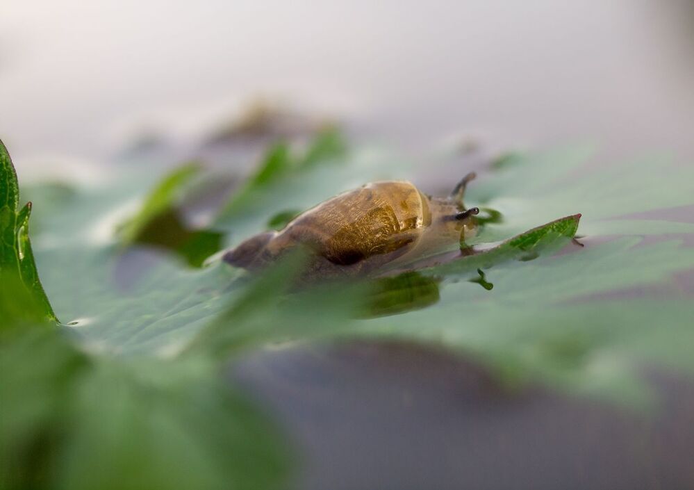 аки торпеда...