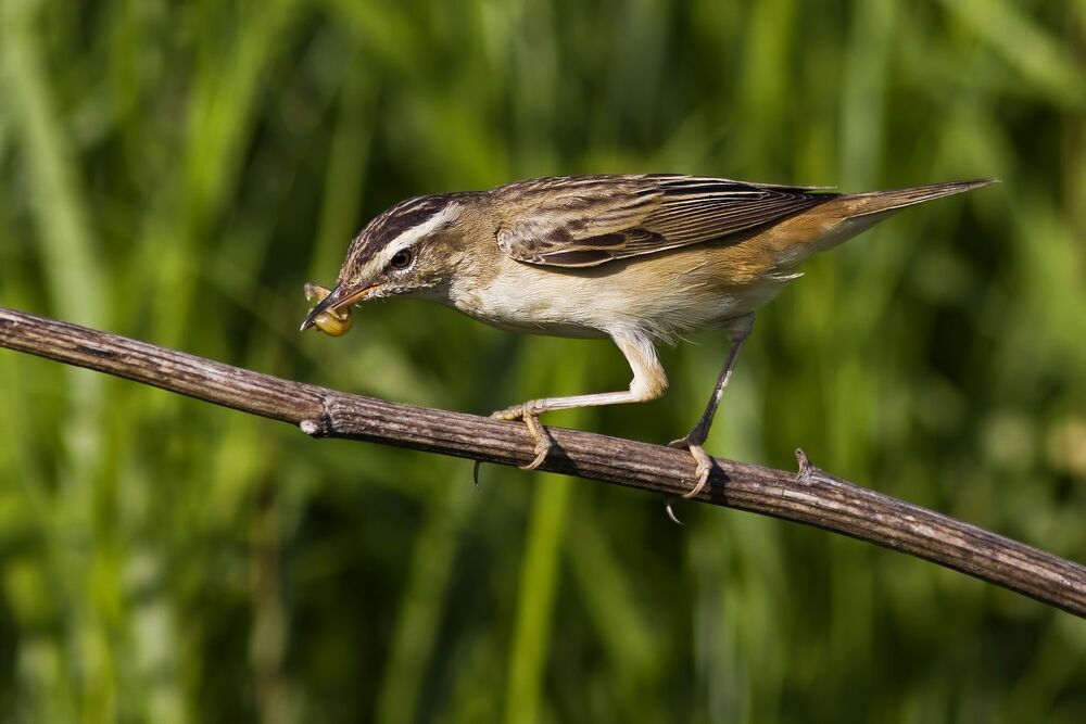 Sedge warbler.