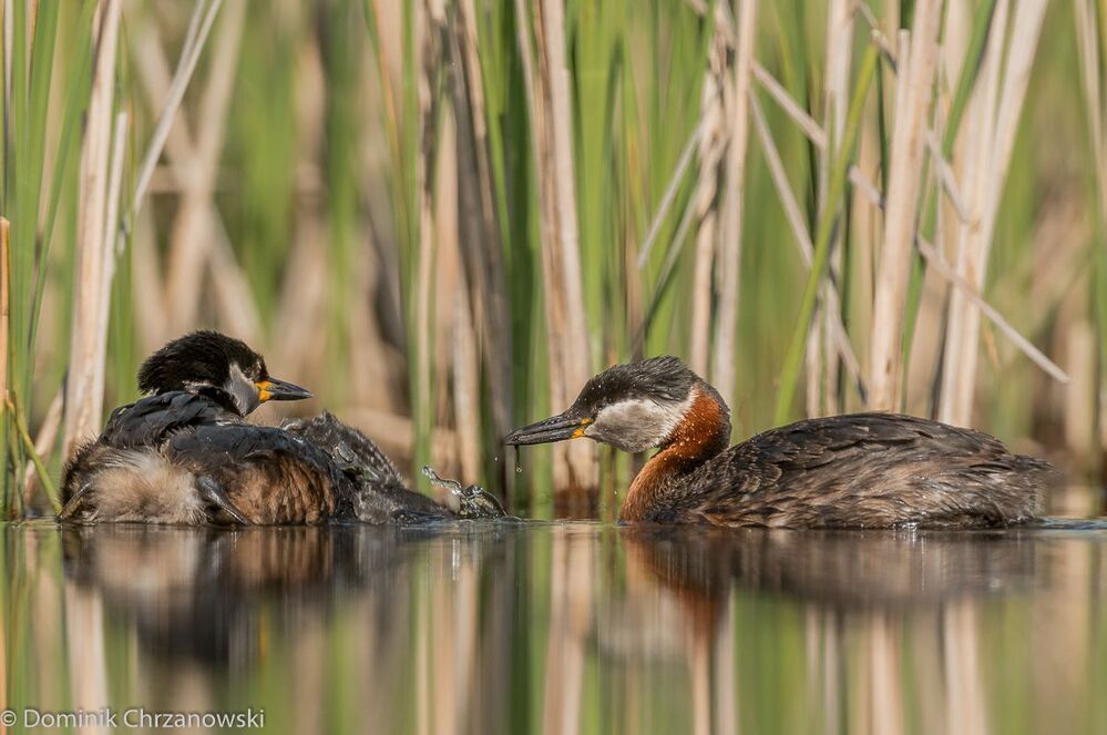Zachłanność
