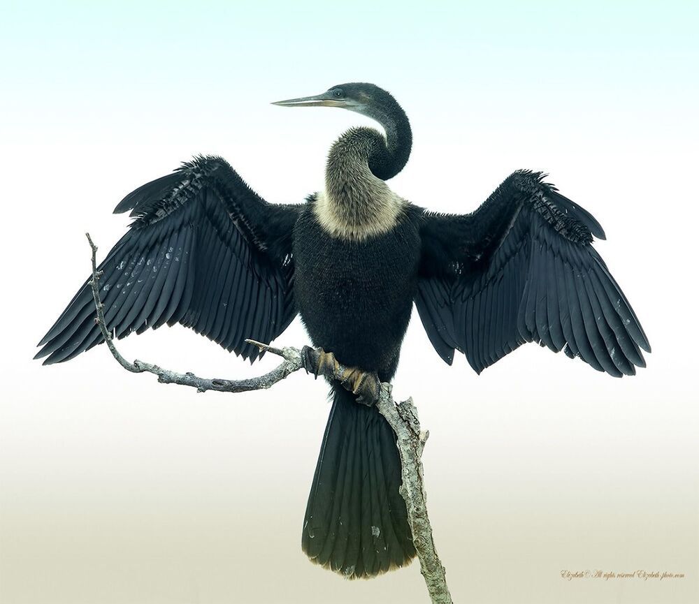 Американская змеешейка - Anhinga