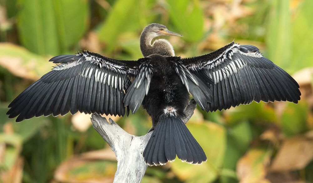 Американская змеешейка - Anhinga